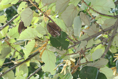 Pterospermum acerifolium